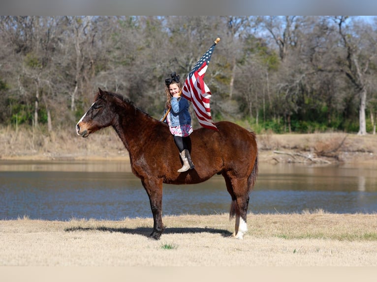 American Quarter Horse Gelding 16 years 14,3 hh Bay in Forney