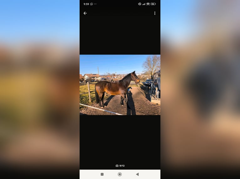 American Quarter Horse Gelding 16 years 14,3 hh Brown in Dietmannsried