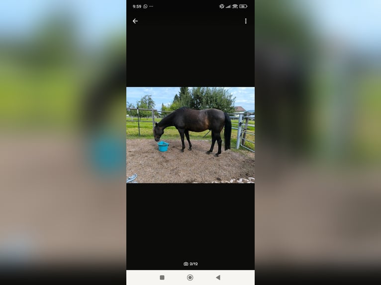 American Quarter Horse Gelding 16 years 14,3 hh Brown in Dietmannsried