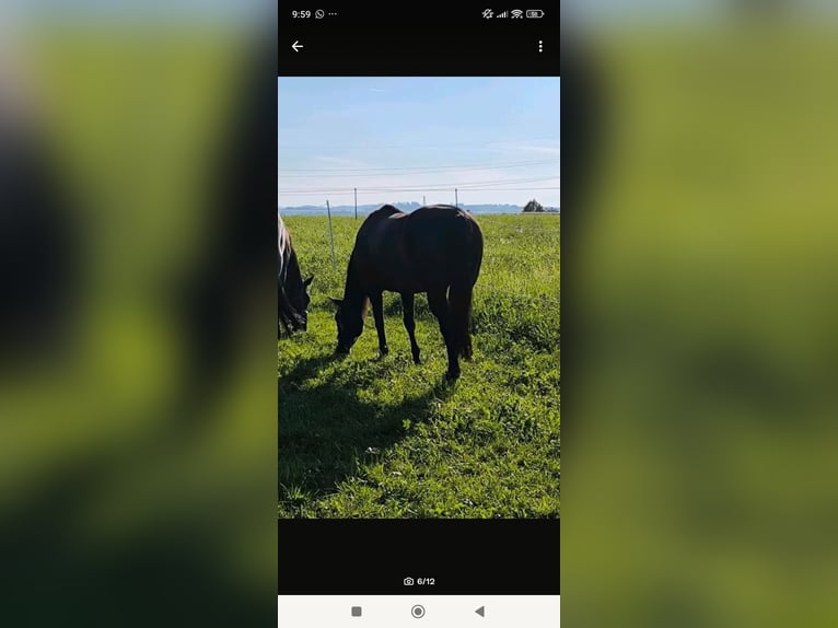 American Quarter Horse Gelding 16 years 14,3 hh Brown in Dietmannsried