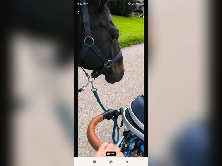 American Quarter Horse Gelding 16 years 14,3 hh Brown in Dietmannsried