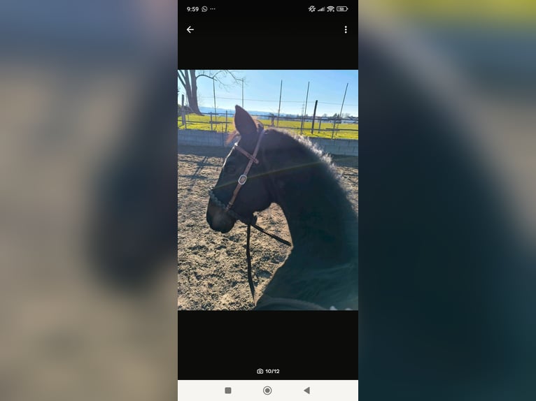 American Quarter Horse Gelding 16 years 14,3 hh Brown in Dietmannsried