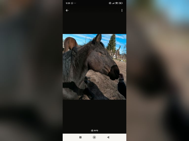 American Quarter Horse Gelding 16 years 14,3 hh Brown in Dietmannsried