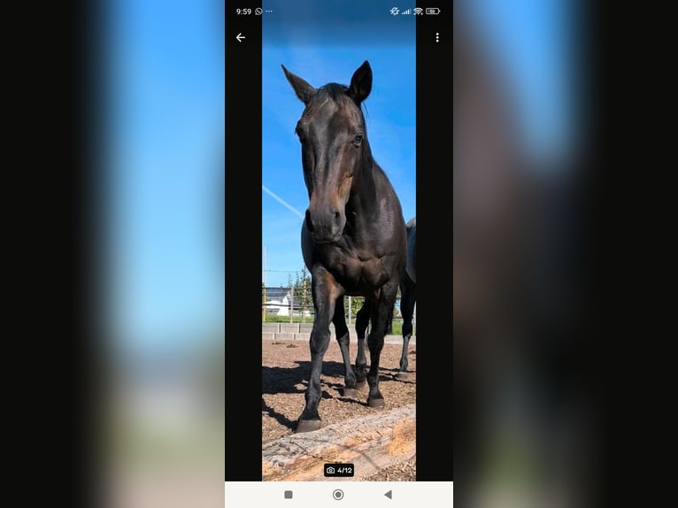 American Quarter Horse Gelding 16 years 14,3 hh Brown in Dietmannsried