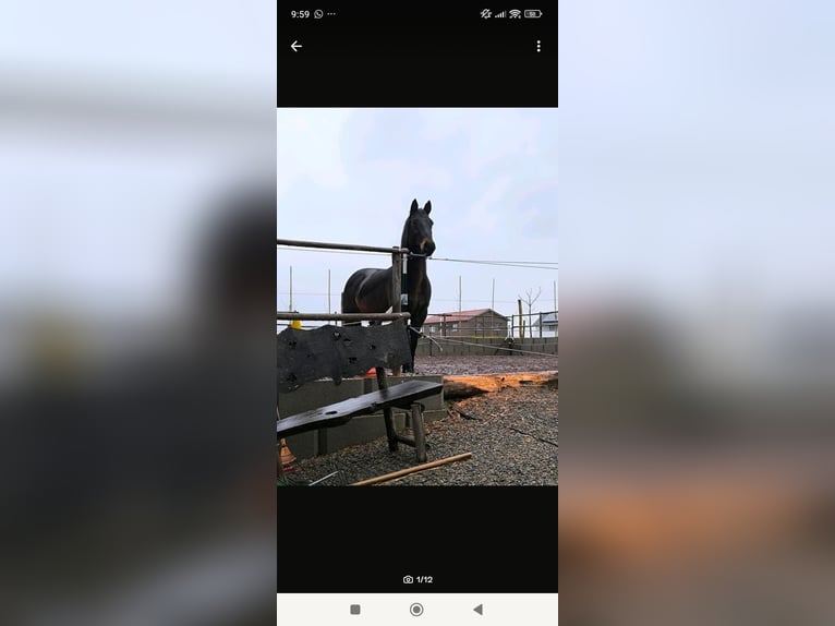 American Quarter Horse Gelding 16 years 14,3 hh Brown in Dietmannsried