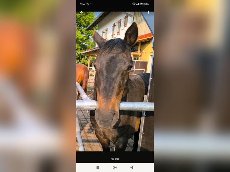 American Quarter Horse Gelding 16 years 14,3 hh Brown in Dietmannsried