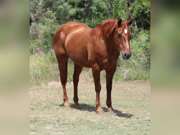 American Quarter Horse Gelding 16 years 14,3 hh Chestnut in Lipan TX