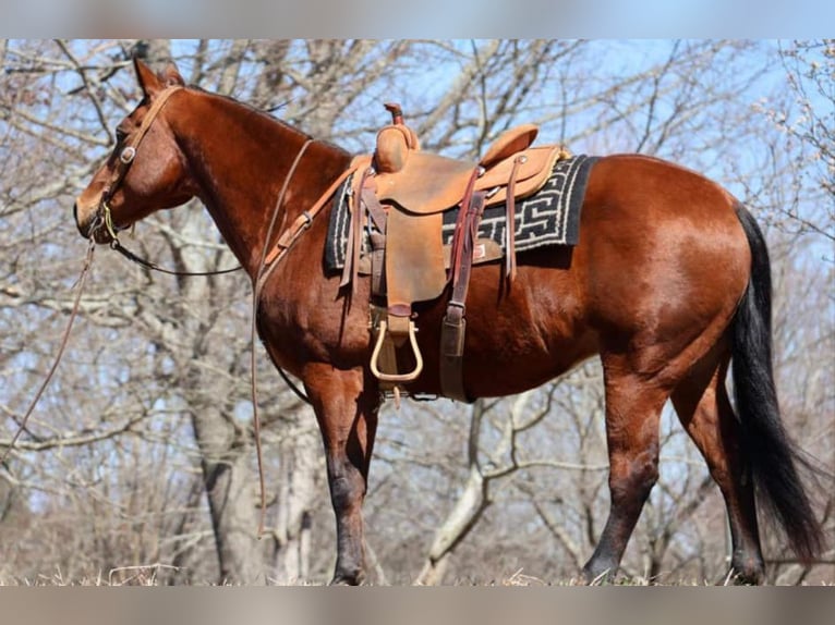 American Quarter Horse Gelding 16 years 15.1 hh Bay in Cleveland TN