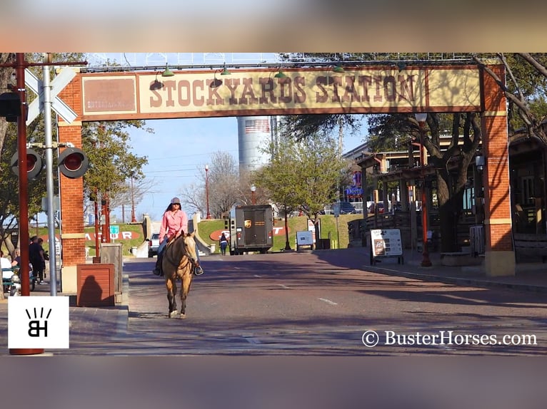 American Quarter Horse Gelding 16 years 15,1 hh Buckskin in Wetherford TX