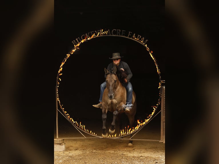 American Quarter Horse Gelding 16 years 15.1 hh Grullo in Millersburg