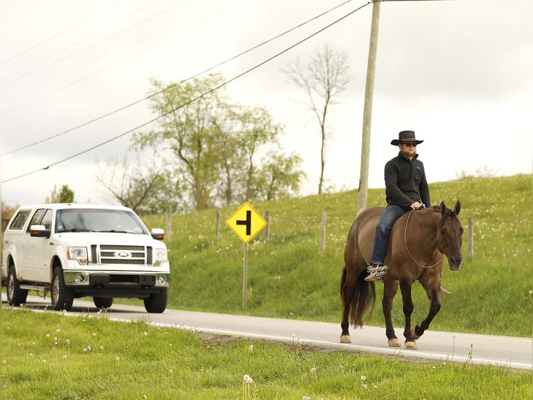 American Quarter Horse Gelding 16 years 15.1 hh Grullo in Millersburg