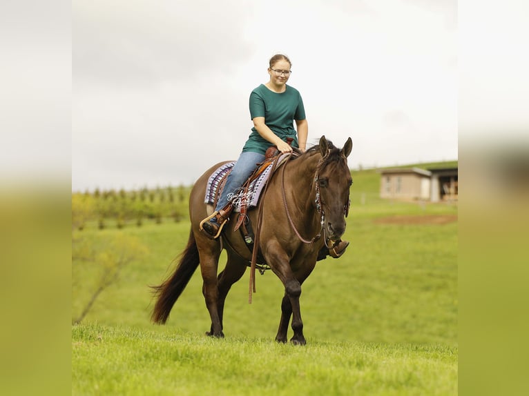 American Quarter Horse Gelding 16 years 15.1 hh Grullo in Millersburg