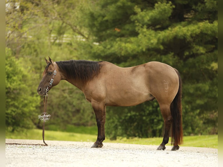 American Quarter Horse Gelding 16 years 15.1 hh Grullo in Millersburg