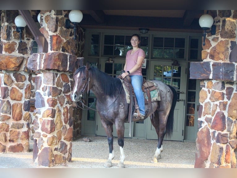 American Quarter Horse Gelding 16 years 15,1 hh Roan-Bay in Rusk TX