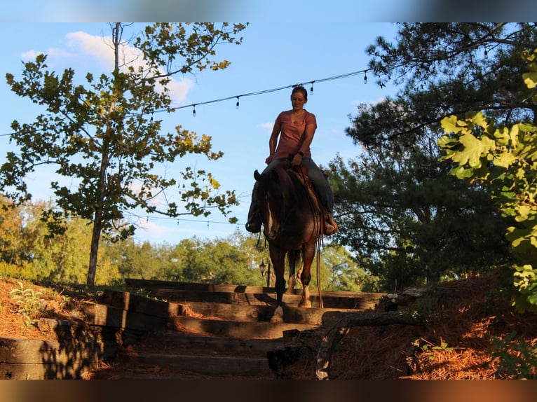 American Quarter Horse Gelding 16 years 15,1 hh Roan-Bay in Rusk TX