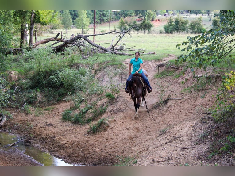 American Quarter Horse Gelding 16 years 15,1 hh Roan-Bay in Rusk TX