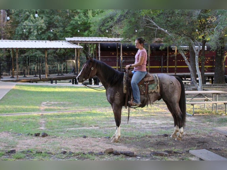 American Quarter Horse Gelding 16 years 15,1 hh Roan-Bay in Rusk TX