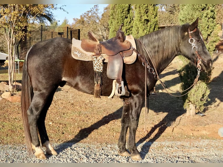 American Quarter Horse Gelding 16 years 15,1 hh Roan-Bay in Valley Springs CA