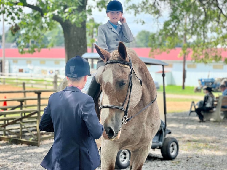 American Quarter Horse Gelding 16 years 15,1 hh Roan-Red in Harrisville PA