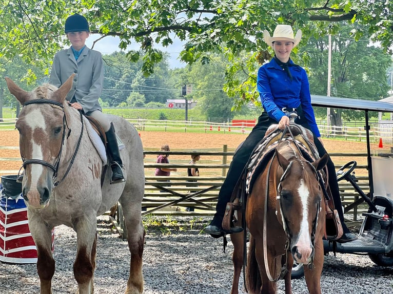 American Quarter Horse Gelding 16 years 15,1 hh Roan-Red in Harrisville PA