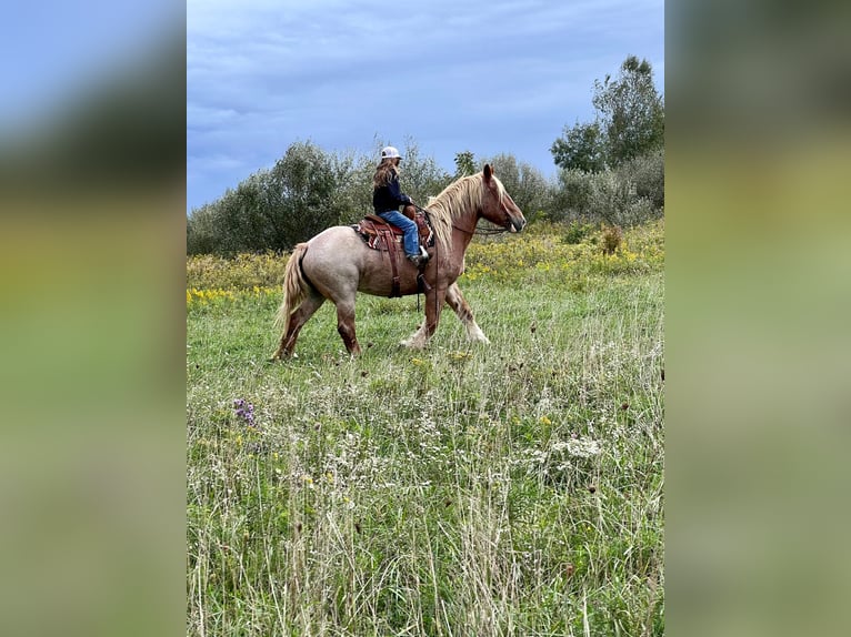 American Quarter Horse Gelding 16 years 15,1 hh Roan-Red in Harrisville PA