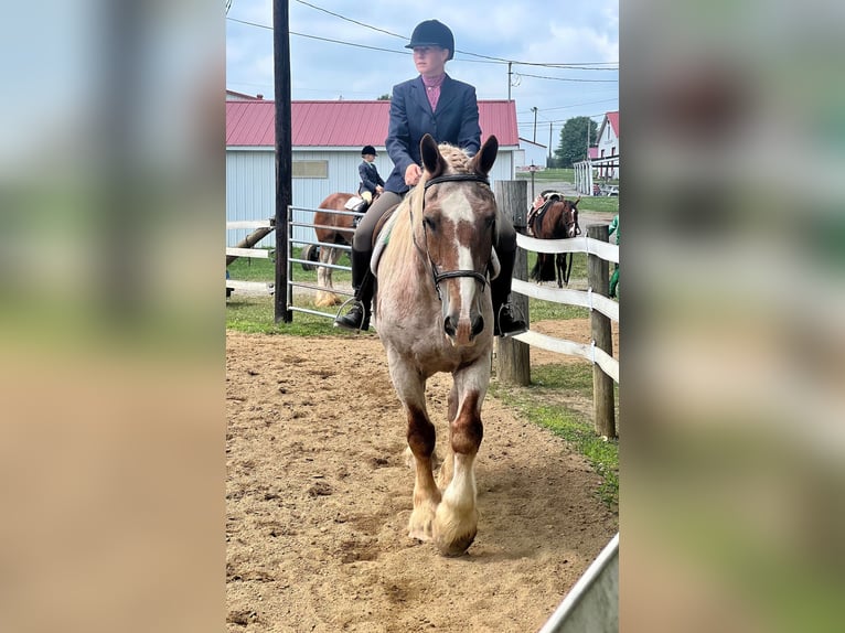 American Quarter Horse Gelding 16 years 15,1 hh Roan-Red in Harrisville PA