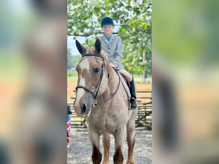 American Quarter Horse Gelding 16 years 15,1 hh Roan-Red in Harrisville PA