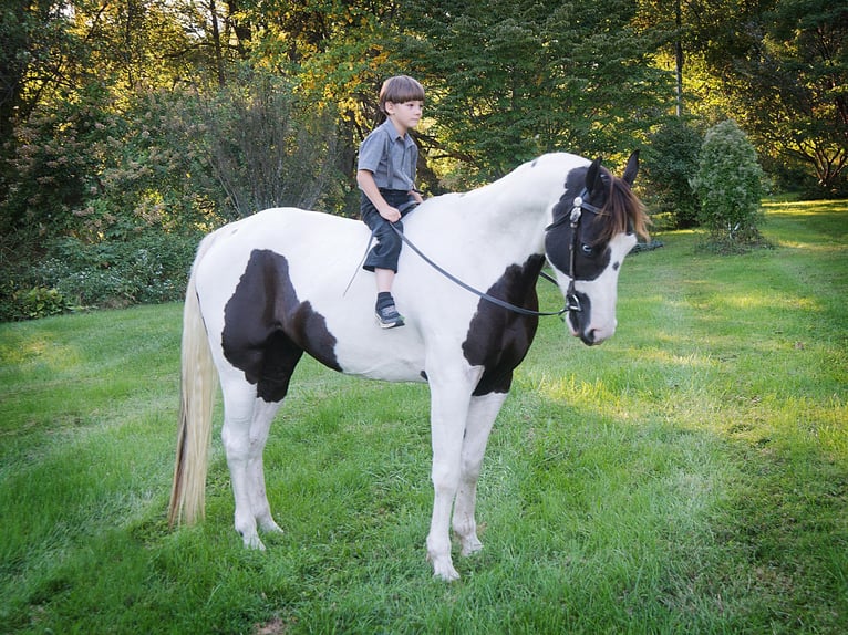 American Quarter Horse Gelding 16 years 15,1 hh Tobiano-all-colors in Coatesville PA
