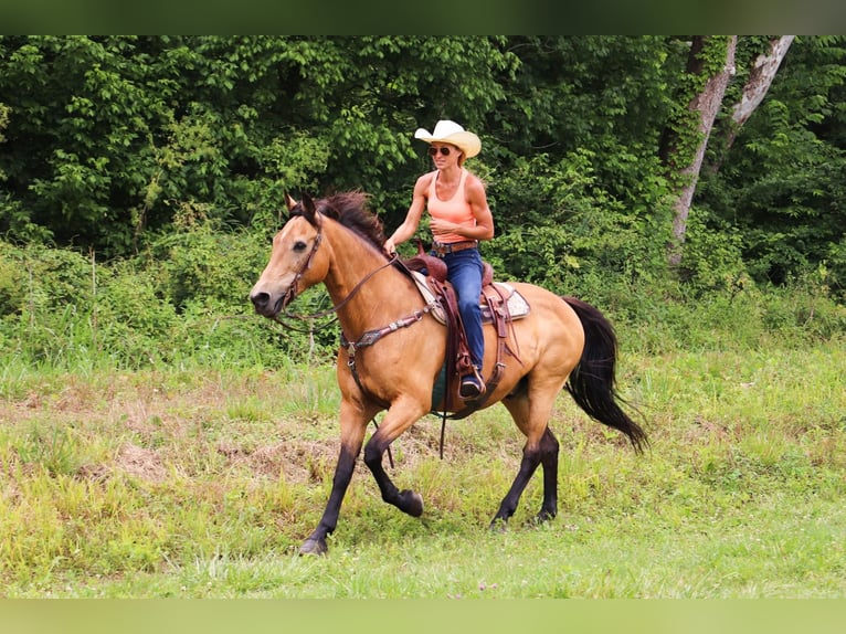 American Quarter Horse Gelding 16 years 15,2 hh Buckskin in Hillsboro KY