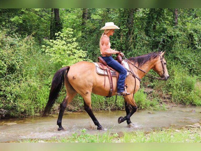 American Quarter Horse Gelding 16 years 15,2 hh Buckskin in Hillsboro KY