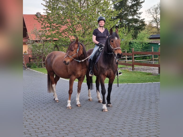 American Quarter Horse Mix Gelding 16 years 15,2 hh Chestnut-Red in Hohne