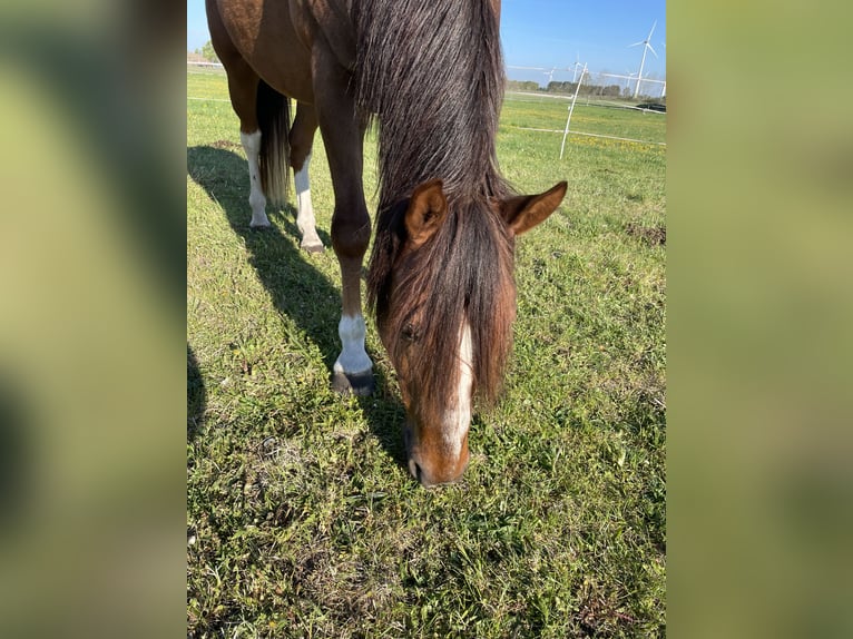 American Quarter Horse Mix Gelding 16 years 15,2 hh Chestnut-Red in Hohne