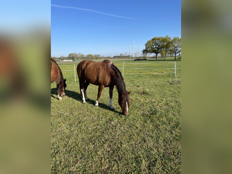 American Quarter Horse Mix Gelding 16 years 15,2 hh Chestnut-Red in Hohne