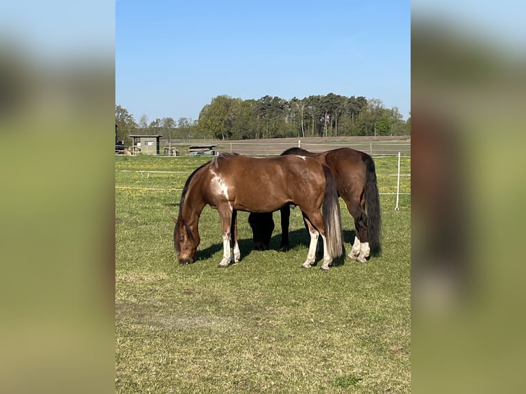 American Quarter Horse Mix Gelding 16 years 15,2 hh Chestnut-Red in Hohne