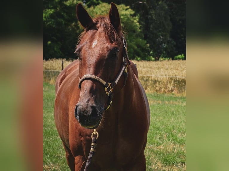 American Quarter Horse Gelding 16 years 15,2 hh Chestnut-Red in Leiferde