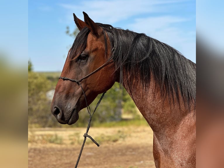 American Quarter Horse Gelding 16 years 15,2 hh Roan-Bay in Byers TX