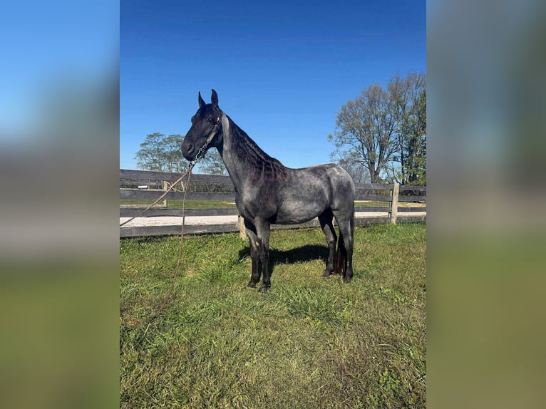 American Quarter Horse Gelding 16 years 15.2 hh Roan-Blue in Grassy Creek KY