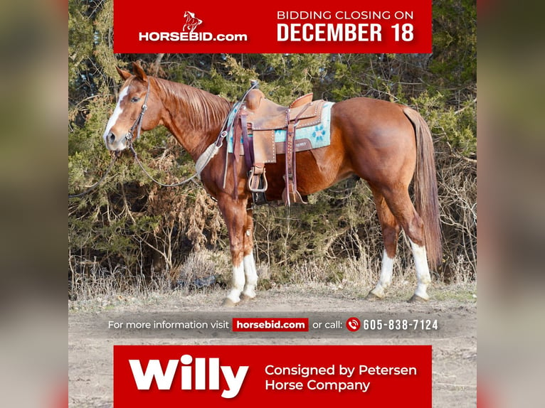 American Quarter Horse Gelding 16 years 15,2 hh Sorrel in Valley Springs