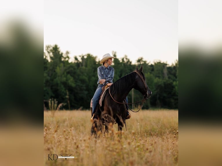 American Quarter Horse Gelding 16 years 15,3 hh Black in Quitman, AR