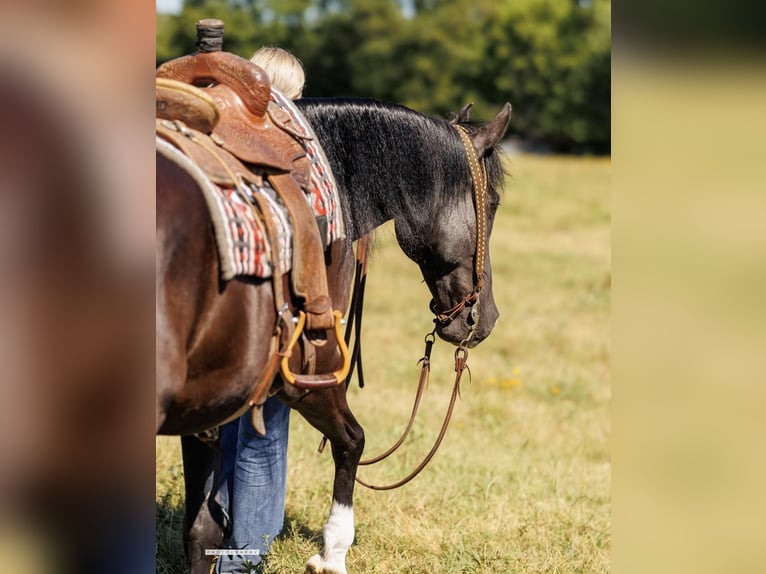 American Quarter Horse Gelding 16 years 15,3 hh Black in Quitman, AR