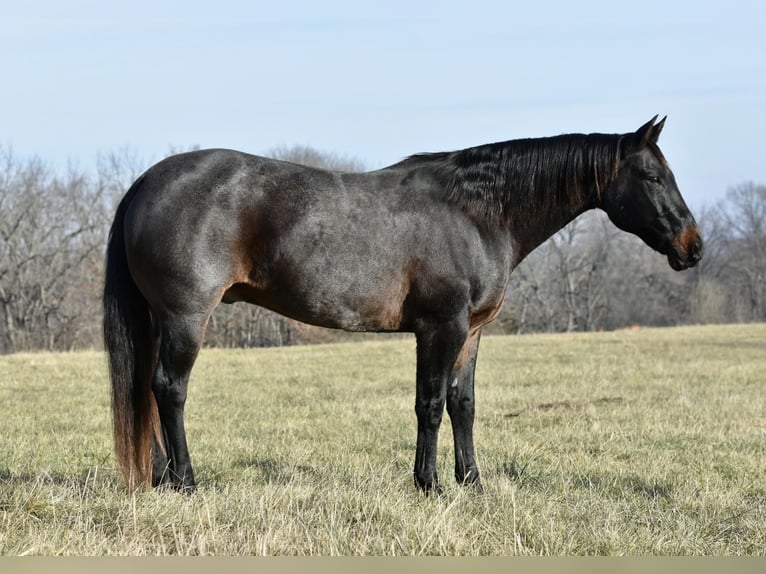 American Quarter Horse Gelding 16 years 15,3 hh Roan-Blue in Sweet Springs, MO
