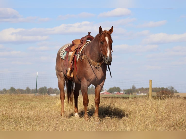 American Quarter Horse Gelding 16 years 15,3 hh Roan-Red in Sanora KY