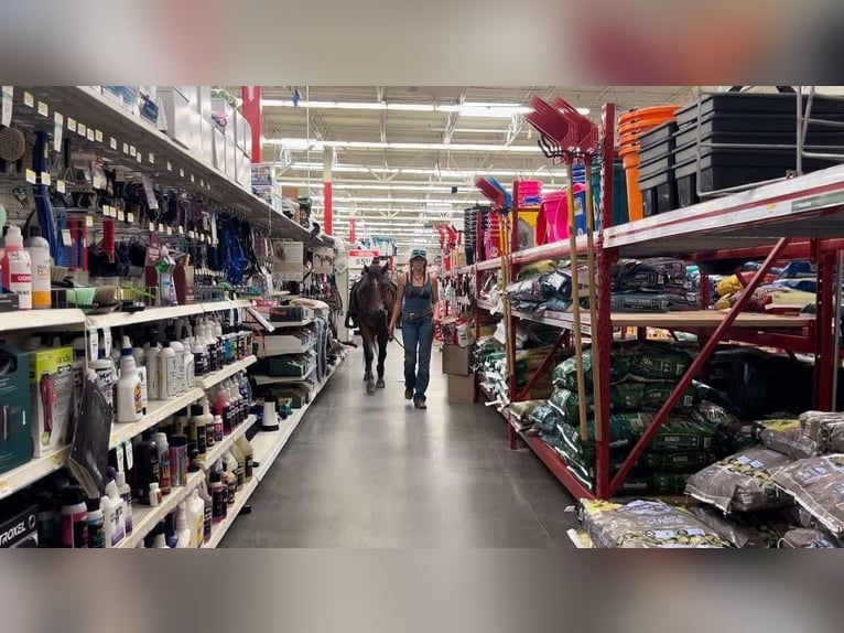 American Quarter Horse Gelding 16 years 15 hh Bay in Howell