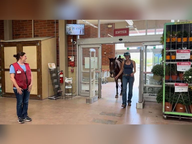 American Quarter Horse Gelding 16 years 15 hh Bay in Howell