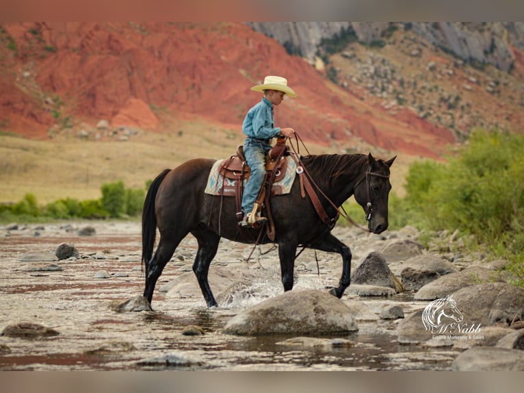American Quarter Horse Gelding 16 years 15 hh Black in Cody