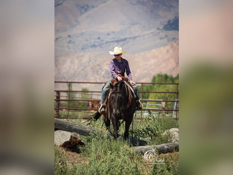 American Quarter Horse Gelding 16 years 15 hh Black in Cody
