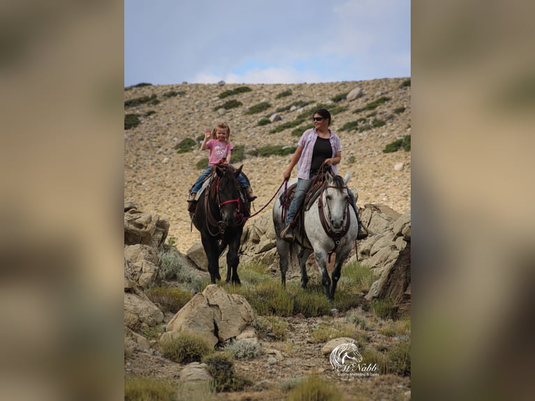 American Quarter Horse Gelding 16 years 15 hh Black in Cody