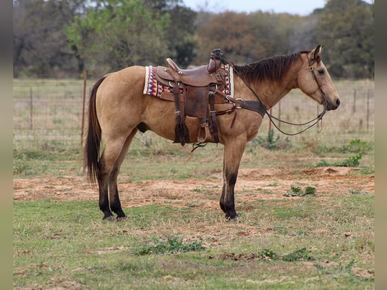 American Quarter Horse Gelding 16 years 15 hh Buckskin in Stephenville TX