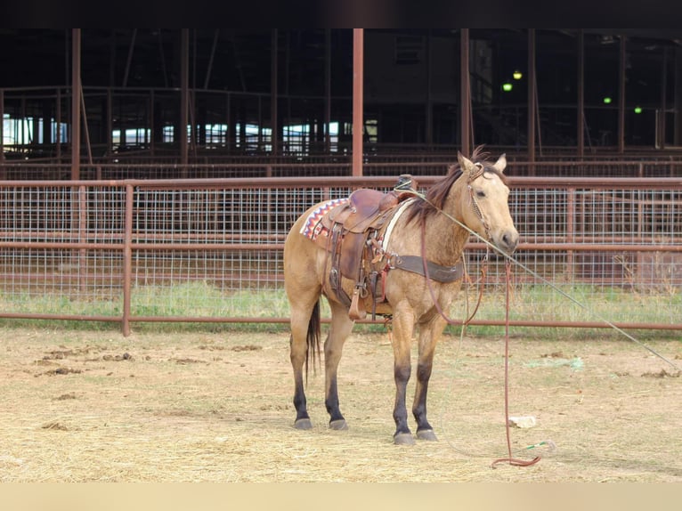 American Quarter Horse Gelding 16 years 15 hh Buckskin in Stephenville TX