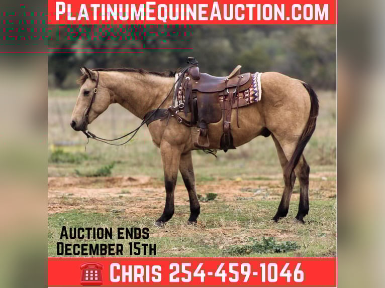 American Quarter Horse Gelding 16 years 15 hh Buckskin in Stephenville TX